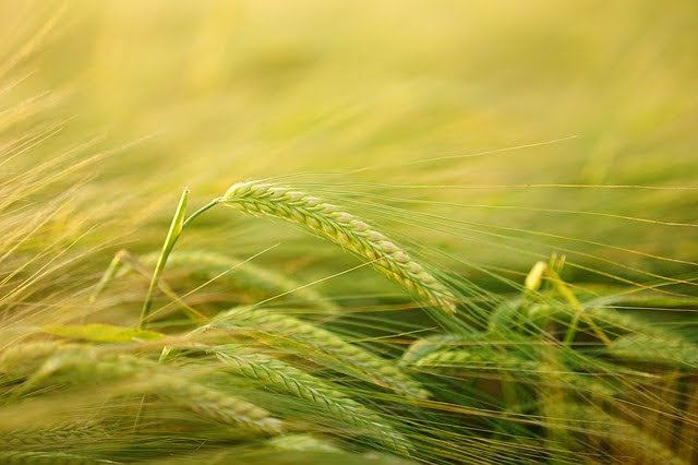 Agricoltura - Photo credit: Foto di Hans Braxmeier da Pixabay 