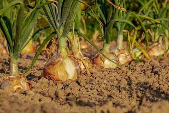 Politica agricola comune - Foto di Couleur da Pixabay 