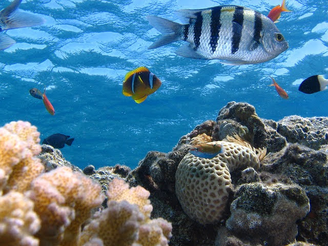 Ecosistemi marini - Photo credit: Foto di kimhiz da Pixabay
