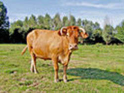 Cow - Foto di Rex