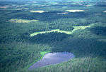 Foresta - Foto di Cedar Creek Ecosystem Science Reserve